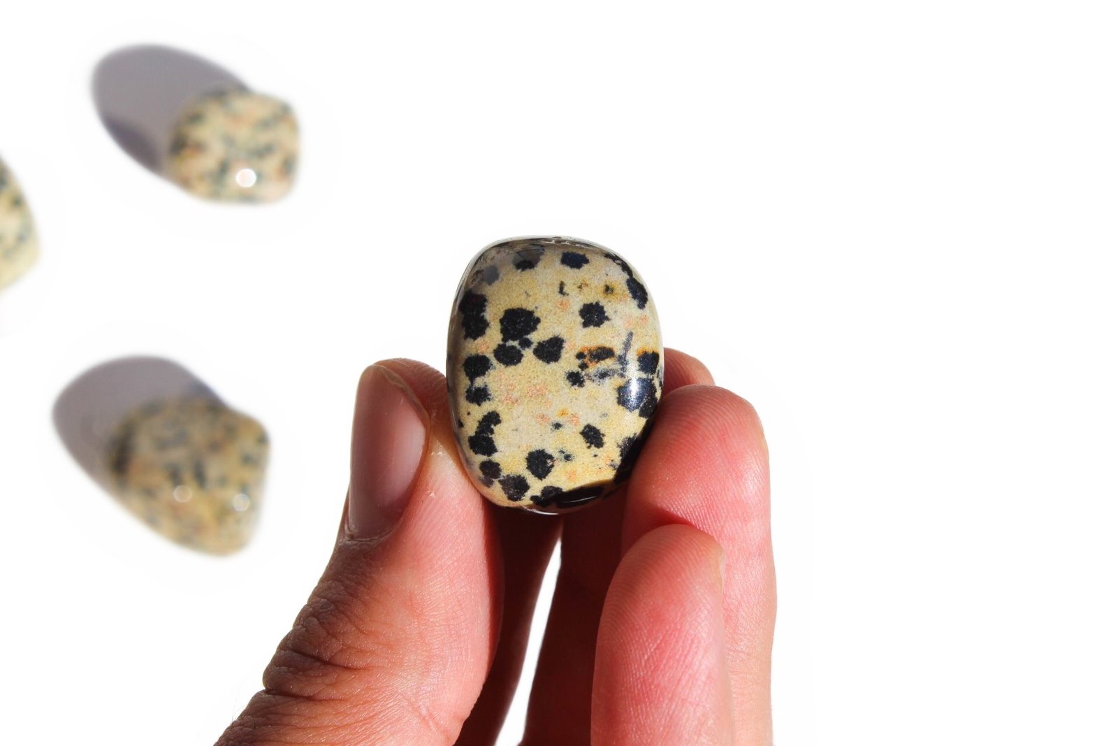 jaspe dalmata rolado 2