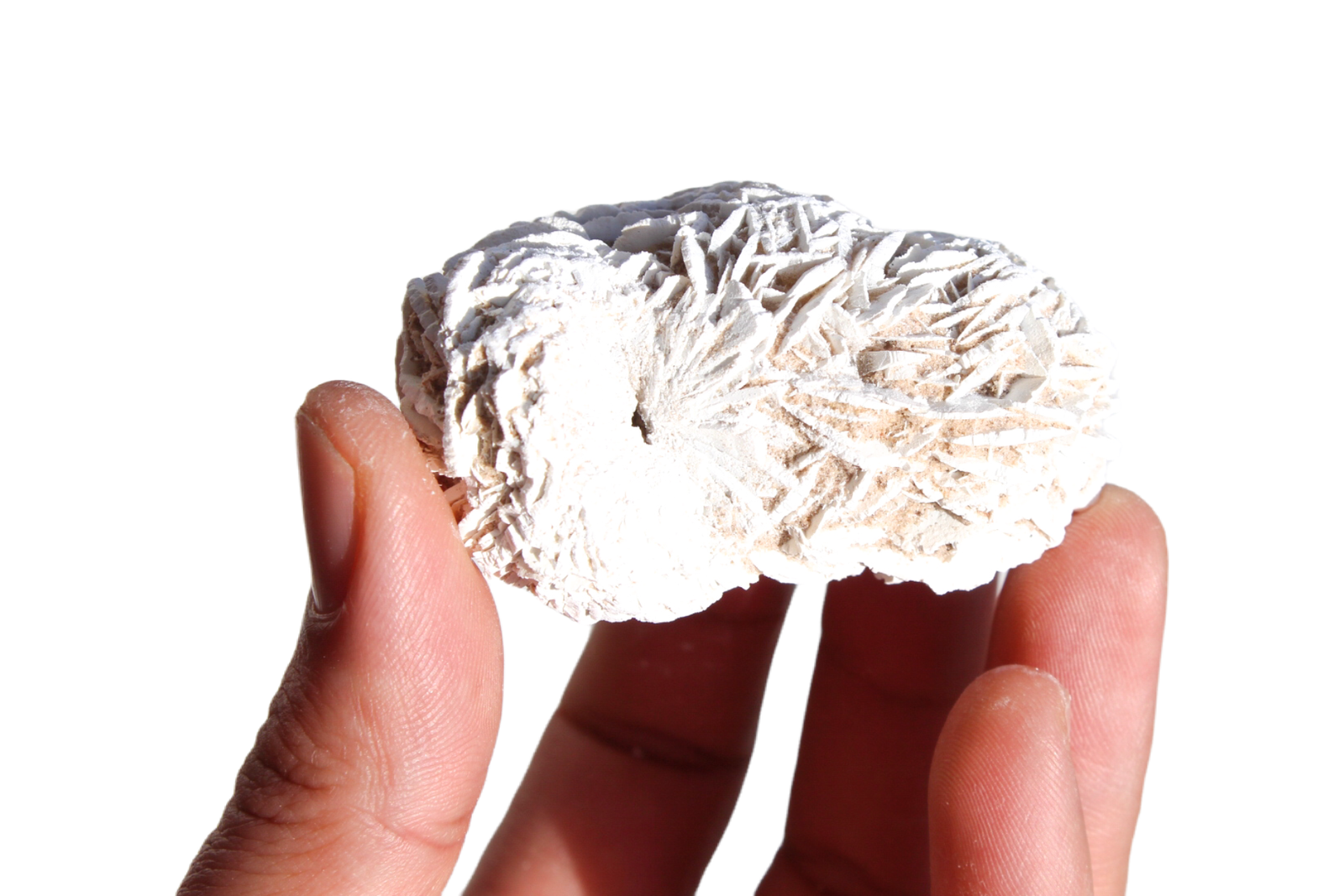 rosa do deserto 49911 2