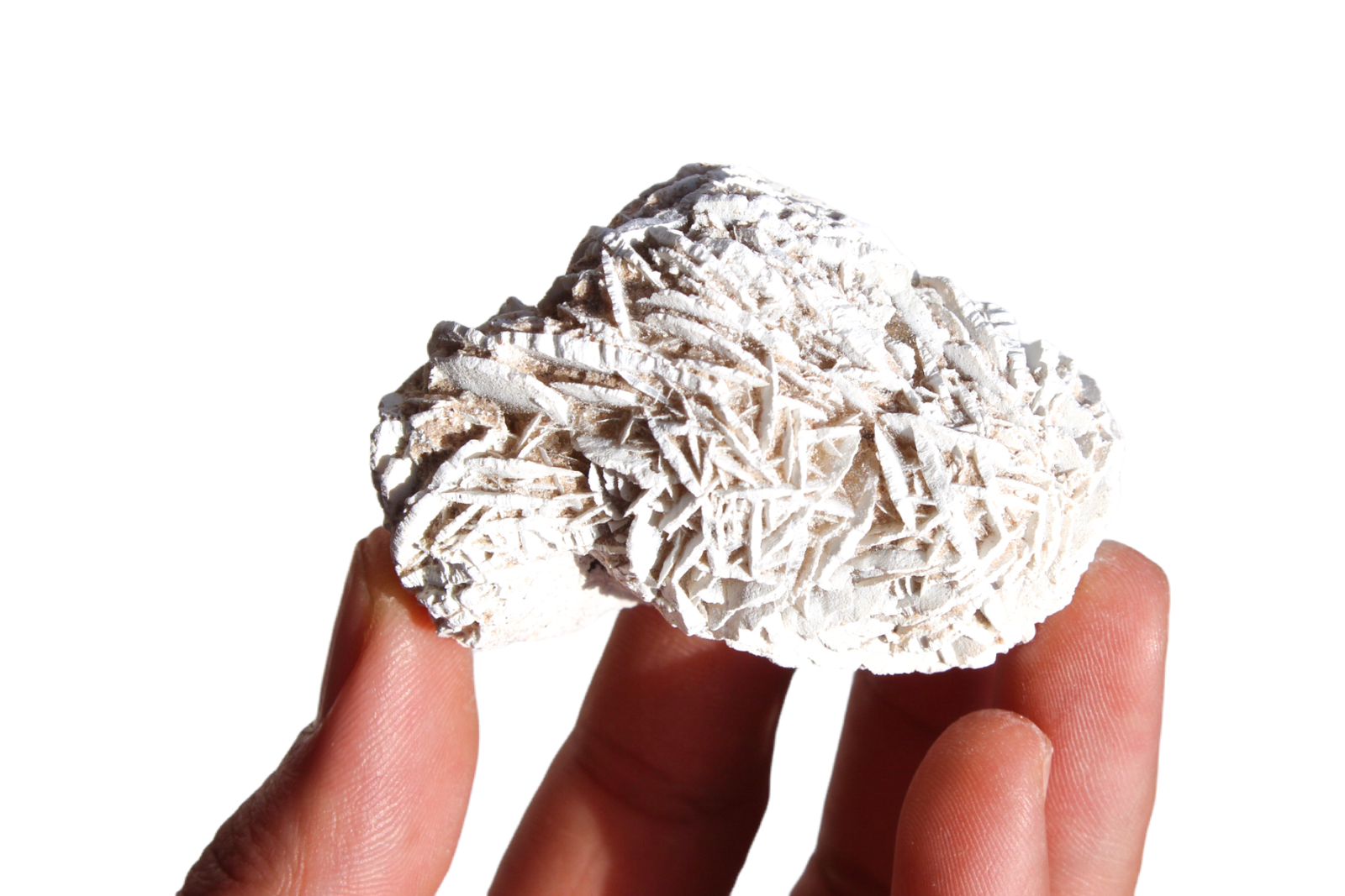 rosa do deserto 49911 3