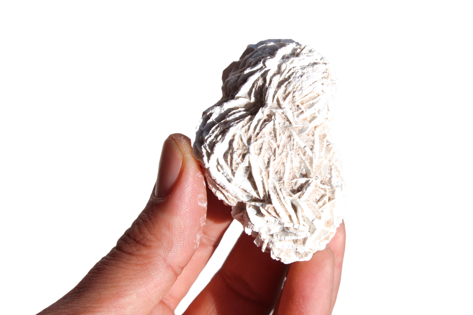 rosa do deserto 49911 4